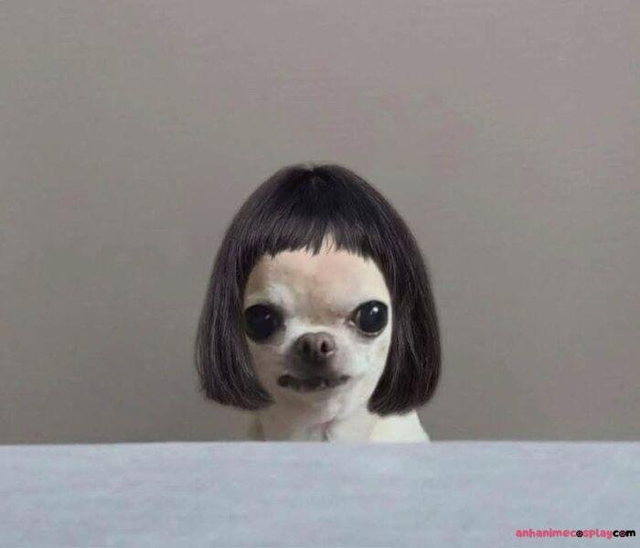 hình ảnh meme chó bựa chihuahua
